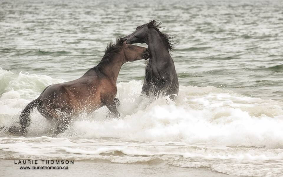 Wild Horses in the ocean