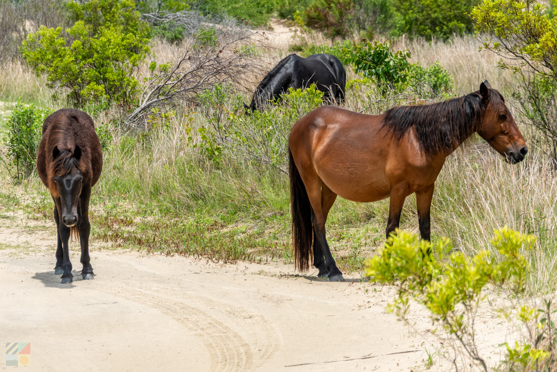 Corolla Wild Horses
