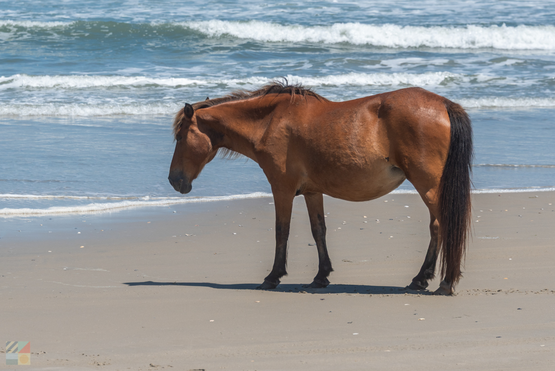 Corolla Wild Horses