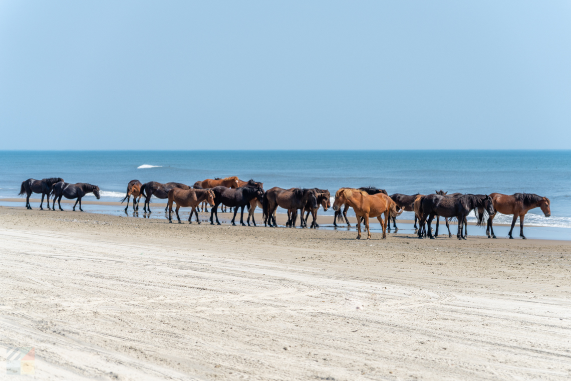 Corolla Wild Horses