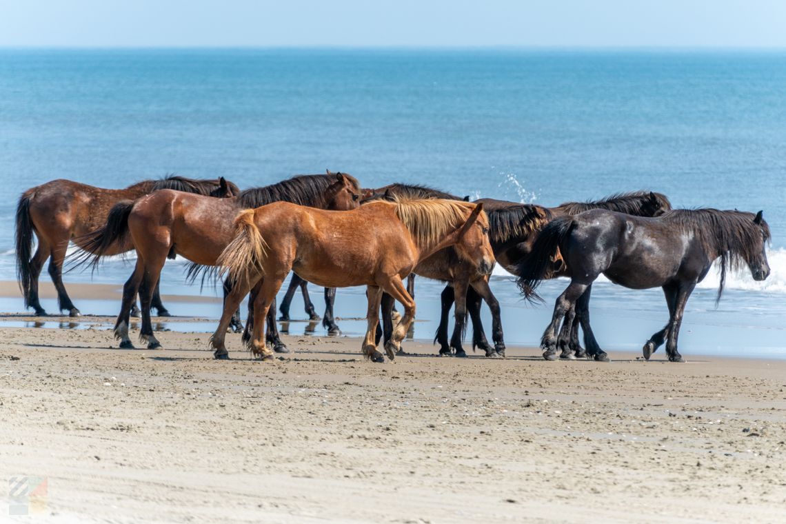 Corolla Wild Horses