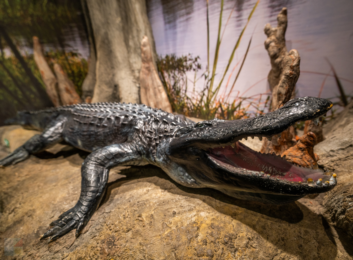 NC Aquarium on Roanoke Island