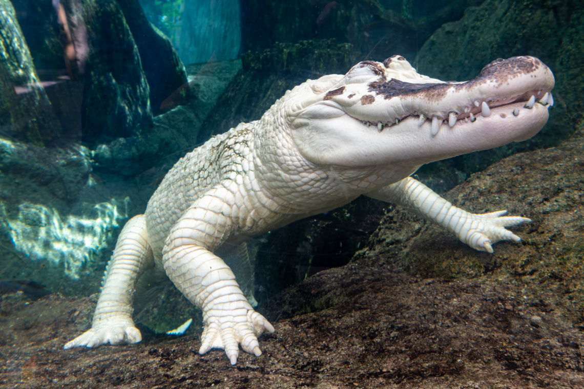 NC Aquarium on Roanoke Island