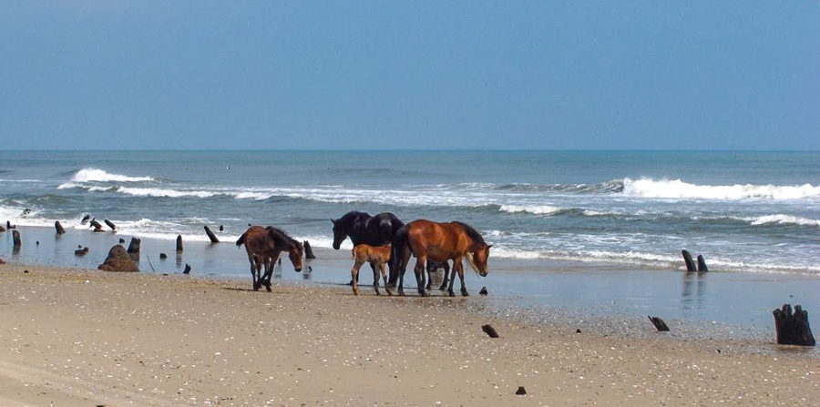 Bob's Wild Horse Adventure Tours