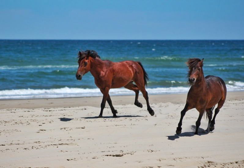 Bob's Wild Horse Adventure Tours