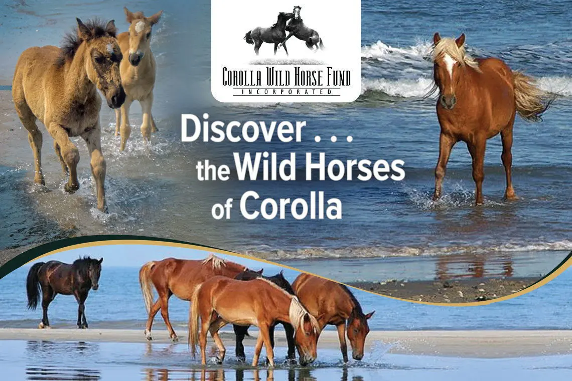 Corolla Wild Horse Fund