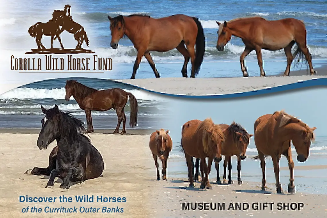 Corolla Wild Horse Fund