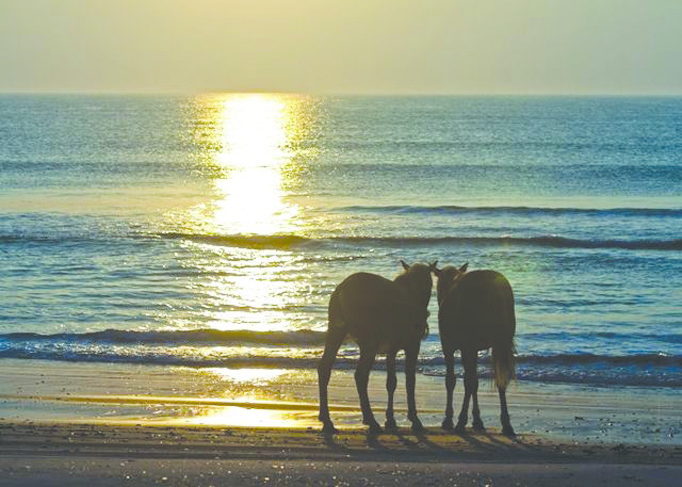 Corolla Wild Horse Fund - Wild Spanish Mustangs on the beach at sunrise