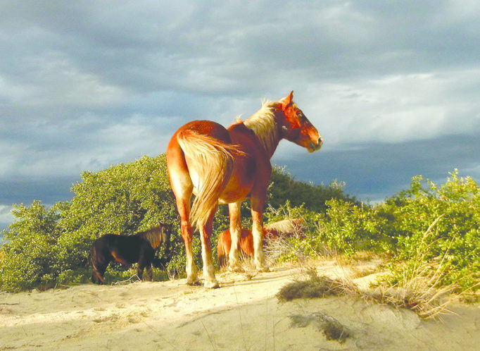 Corolla Wild Horse Fund - horses on the dunes
