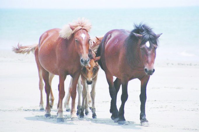 Corolla Wild Horse Fund - horses on the beach