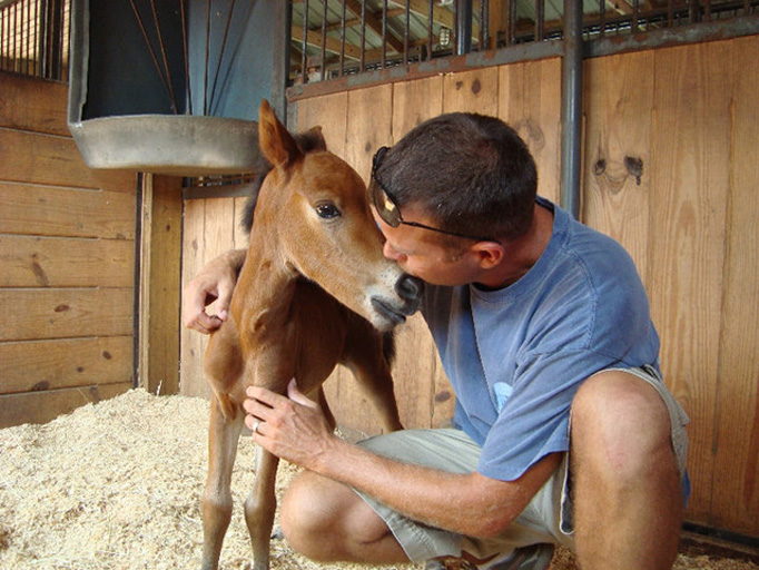 Corolla Wild Horse Fund - pony in pen