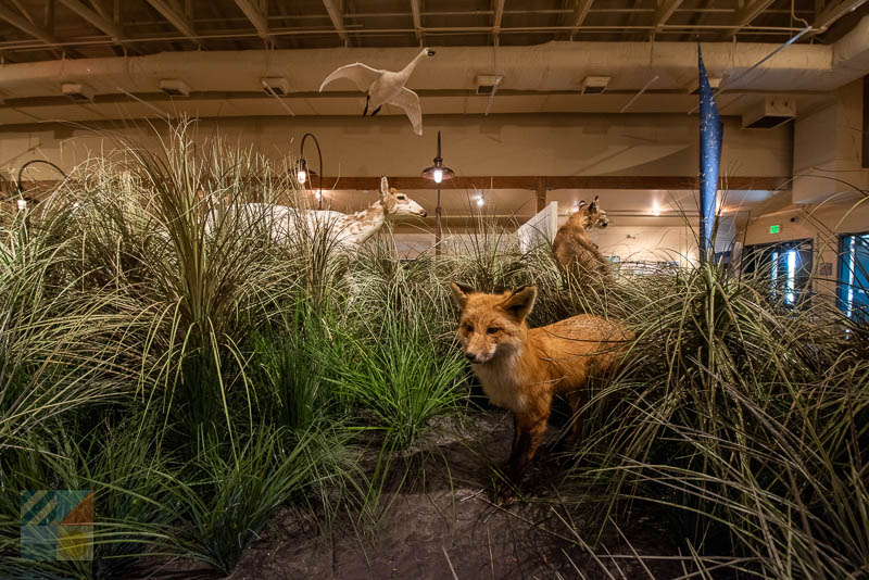 Outer Banks Center for Wildlife Education