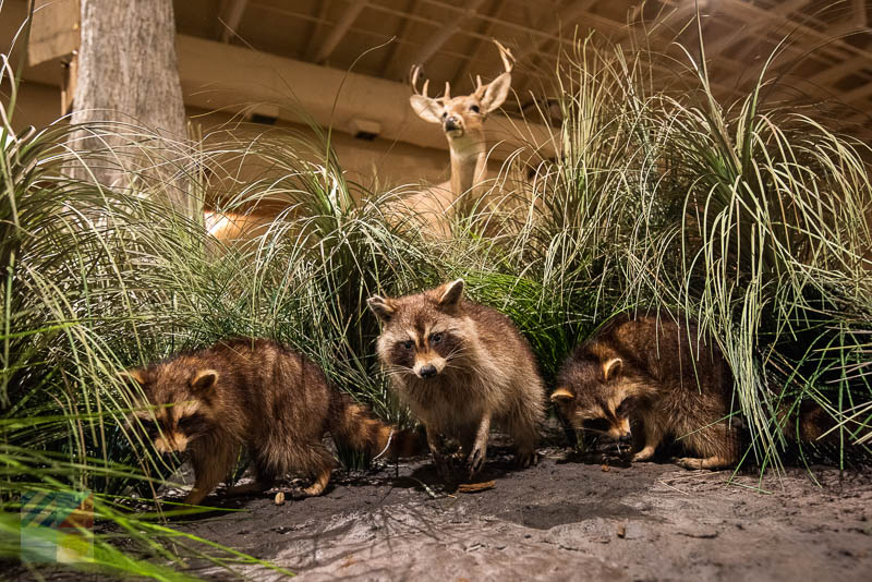 Outer Banks Center for Wildlife Education