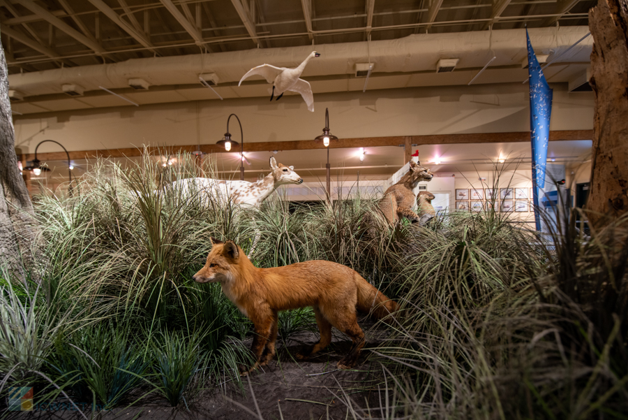 Outer Banks Center for Wildlife Education