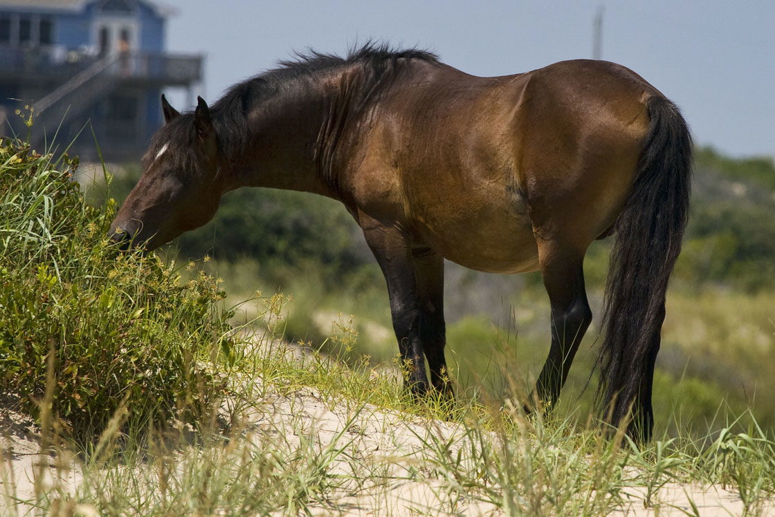 Corolla Wild Horses