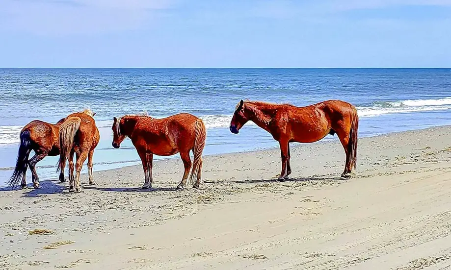 The Salty Sand Dollar